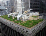 The Chicago City Hall green roof helps cool the building and minimize water run-off. 